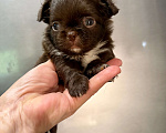Собаки в Ростове-на-Дону: Мальчик чихуахуа Мальчик, 35 000 руб. - фото 2