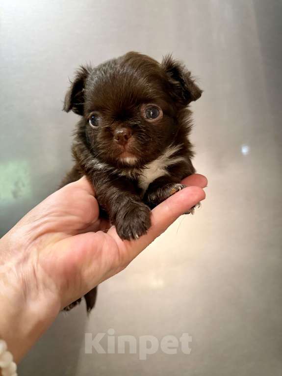 Собаки в Ростове-на-Дону: Мальчик чихуахуа Мальчик, 35 000 руб. - фото 2