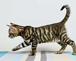 Кошки в Гатчине: Котята породы тойгер Девочка, Бесплатно - фото 5
