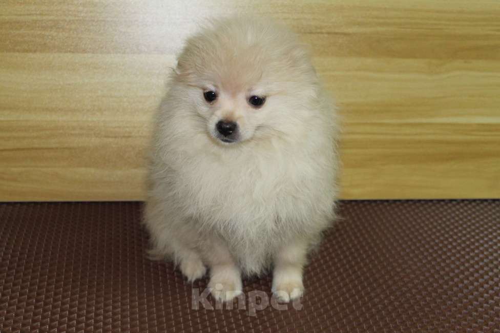 Собаки в Брянске: продаётся щенок шпица кобель Мальчик, 20 000 руб. - фото 3