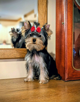 Роскошная малышка