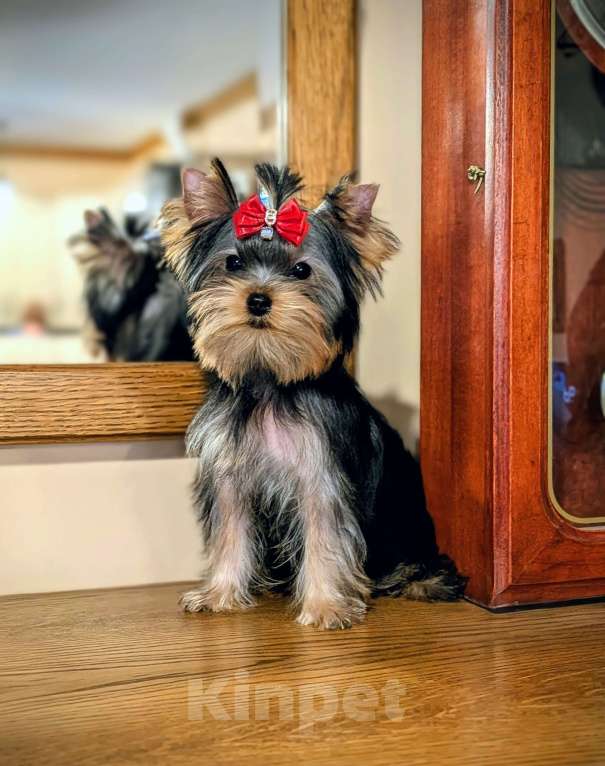 Собаки в Йошкаре-Оле: Роскошная малышка Девочка, Бесплатно - фото 1