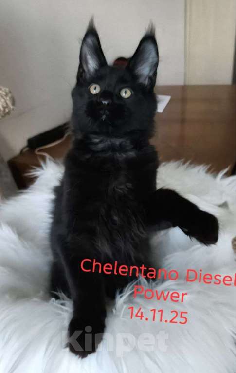Кошки в Санкт-Петербурге: Chelentano Diesel Power Мальчик, 120 000 руб. - фото 3