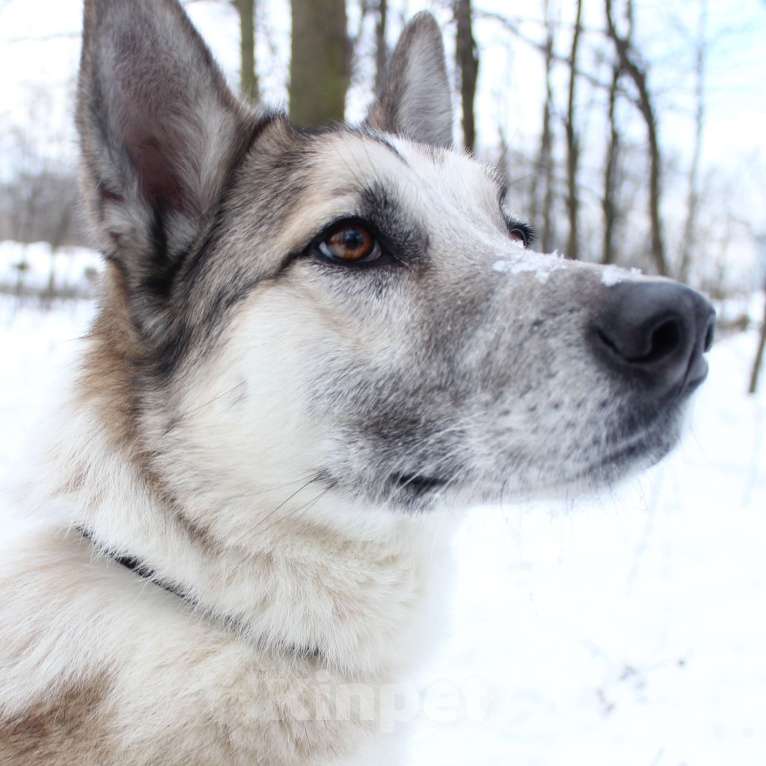 Собаки в Москве: Лунар Мальчик, Бесплатно - фото 2