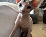 Кошки в Новосибирске: Канадский сфинкс  Мальчик, 11 000 руб. - фото 2