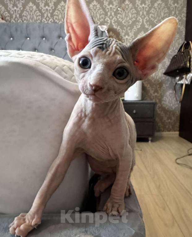 Кошки в Новосибирске: Канадский сфинкс  Мальчик, 11 000 руб. - фото 2