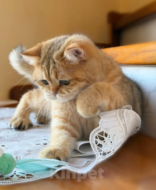 Кошки в Воронеже: Клубный британский котенок золотая шиншилла Девочка, 30 000 руб. - фото 1