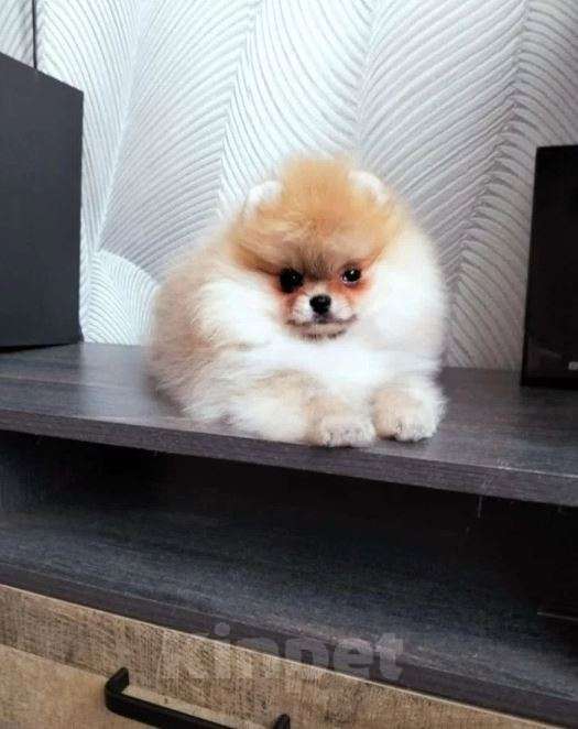 Собаки в Москве: Шпиц mini из питомника Девочка, Бесплатно - фото 7