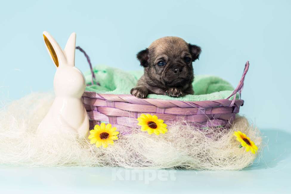 Собаки в Москве: Чихуахуа Мальчик, 50 000 руб. - фото 6