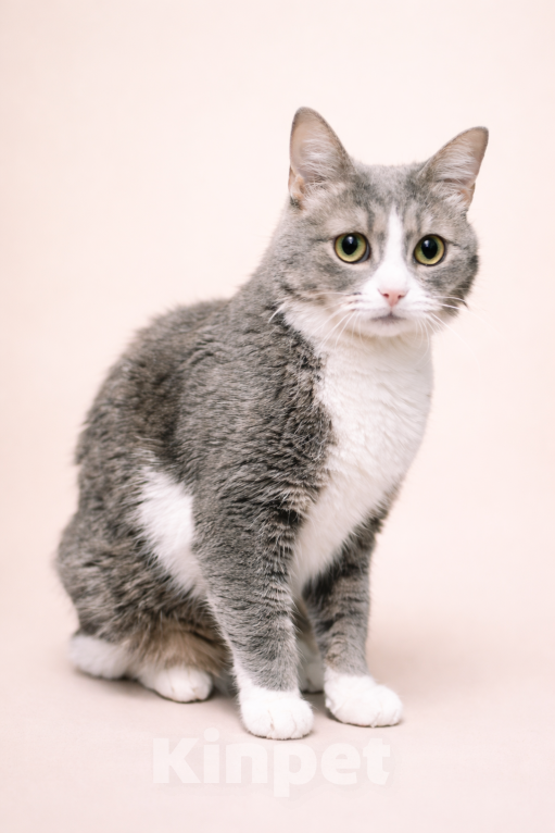 Кошки в Москве: Чикуля ищет своего человека  Девочка, Бесплатно - фото 1