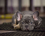 Собаки в Белгороде: Французский бульдог щенки Мальчик, 120 000 руб. - фото 3