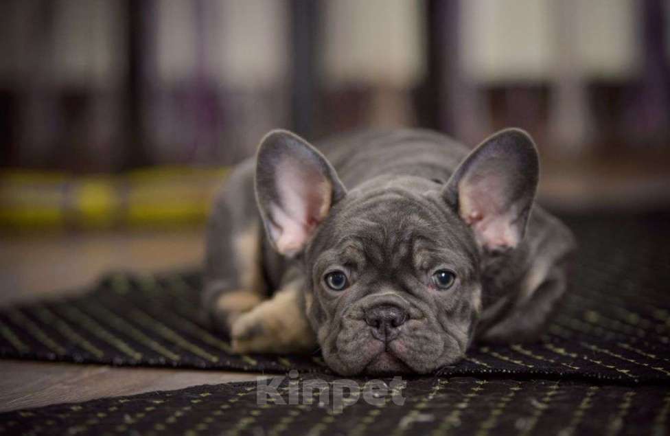 Собаки в Белгороде: Французский бульдог щенки Мальчик, 120 000 руб. - фото 3