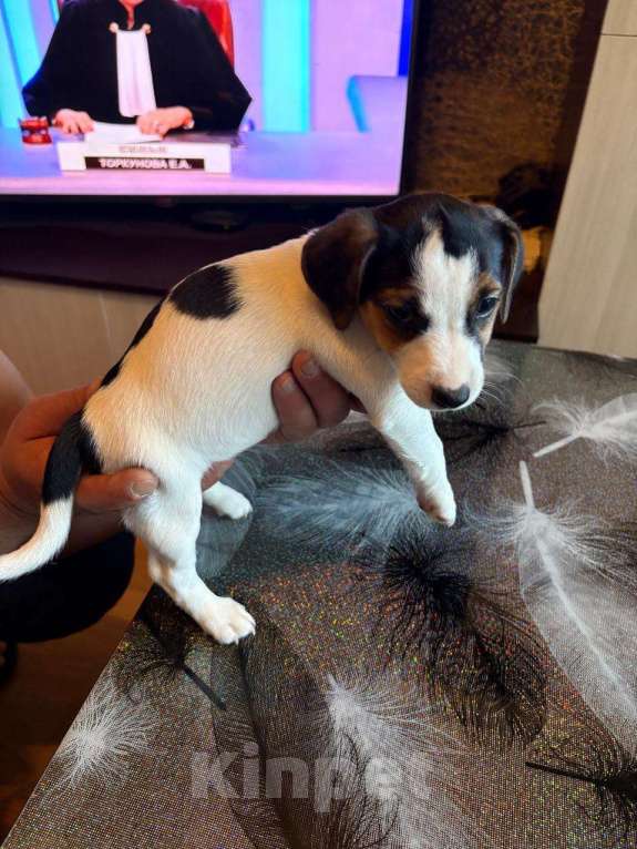 Собаки в Москве: Щенок 2 Девочка, 30 000 руб. - фото 3