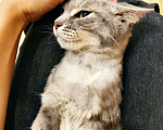 Кошки в Москве: Подарите дом маленькому ангелу - кошка Пиппа ищет дом Девочка, 10 руб. - фото 2