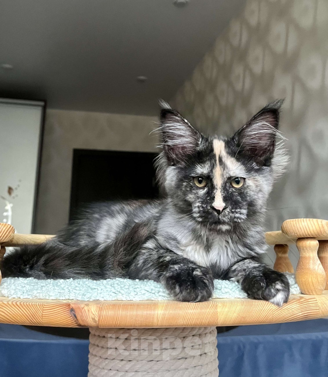 Кошки в Санкт-Петербурге: Очаровательная черепашка Девочка, 55 000 руб. - фото 7