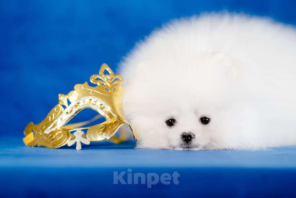 Собаки в Москве: Бело-кремовый мальчик Мальчик, 85 000 руб. - фото 3