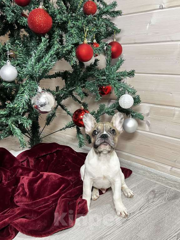 Собаки в других городах Московской области: Французский бульдог голубопалевый мерле Мальчик, 50 000 руб. - фото 3