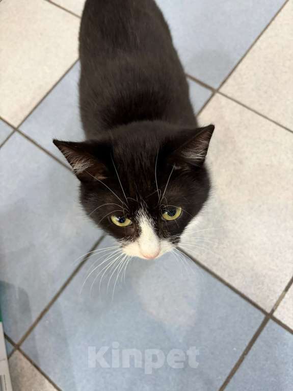 Кошки в Мурином: Кузьма — молодой джентльмен с большим любящим сердцем. Ищет семью ❤️ Мальчик, Бесплатно - фото 5