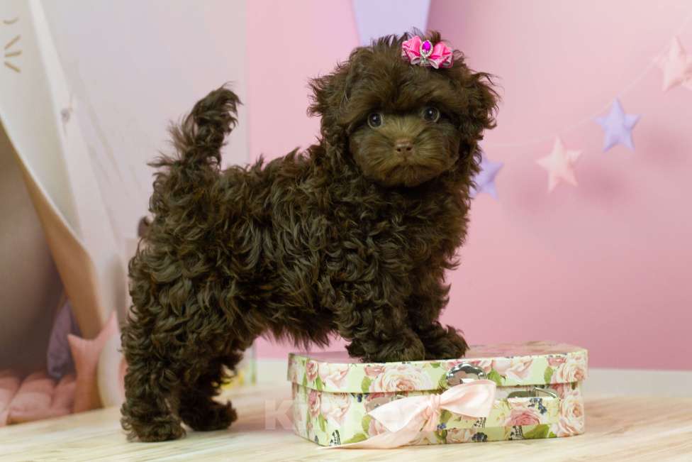 Собаки в Москве: Шоколадная девочка мальтипу Девочка, 200 000 руб. - фото 4