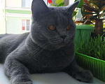 Кошки в Липецке: Вязка, 500 руб. - фото 1