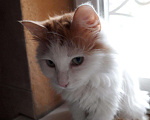 Кошки в Кувшиново: Потеряшка-Кошечка Принцесса, Бесплатно - фото 1