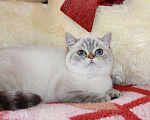 Кошки в Новоалександровске: Скоттиш страйт, 6 000 руб. - фото 2