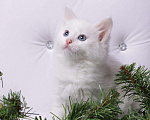 Кошки в Ливны: Очаровательные котята, 7 000 руб. - фото 4