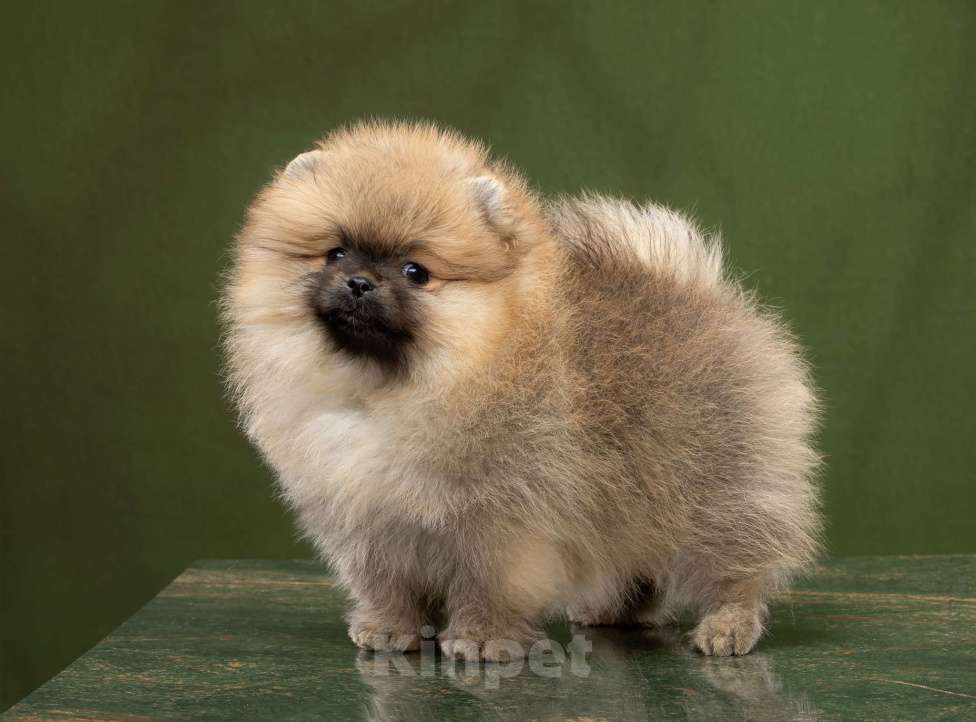 Собаки в Новосибирске: Померанский шпиц Девочка, 70 000 руб. - фото 1