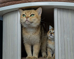 Кошки в Волгограде: Шотландские котята Девочка, 35 000 руб. - фото 3