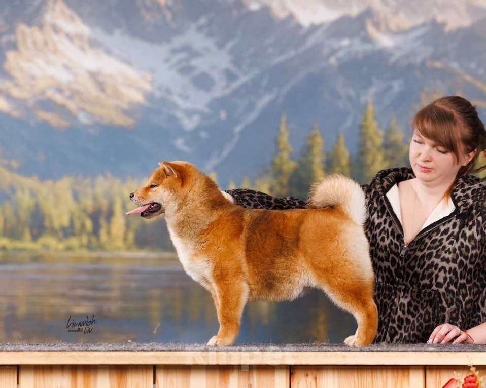 Собаки в Москве: Щенок сиба девочка Девочка, 82 000 руб. - фото 3