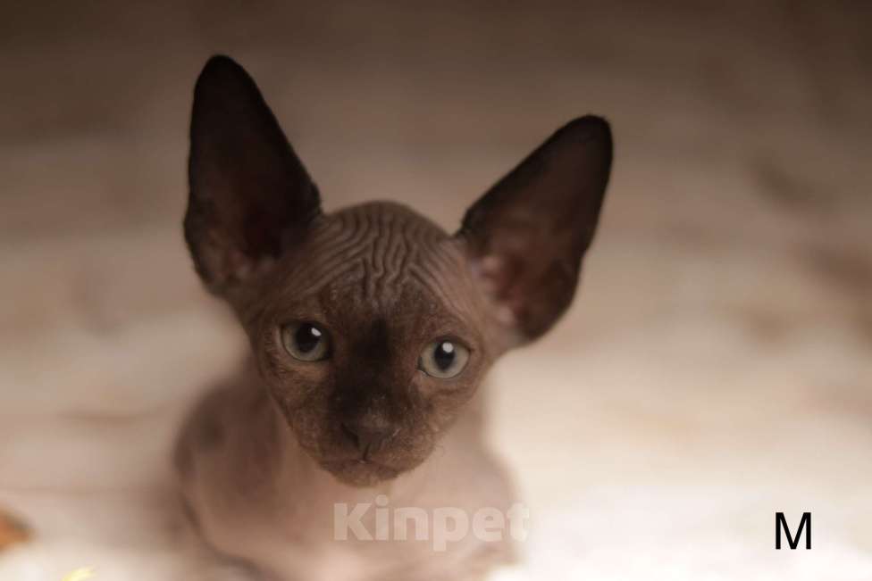 Кошки в других городах Московской области: Продаю котят канадского сфинкса Мальчик, 25 000 руб. - фото 1