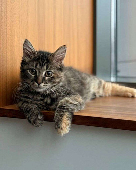 Спасённая от смерти малышка ищет дом