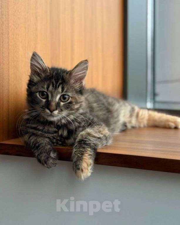 Кошки в Москве: Спасённая от смерти малышка ищет дом Девочка, Бесплатно - фото 1