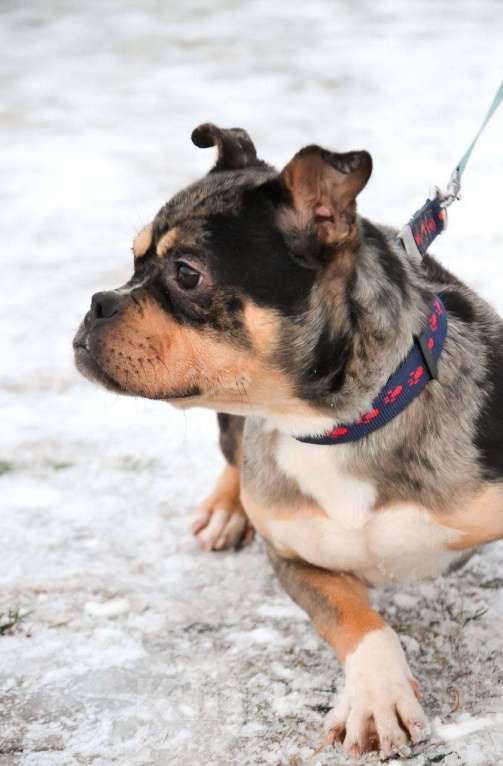 Собаки в Москве: Американский булли в добрые руки  Девочка, Бесплатно - фото 1