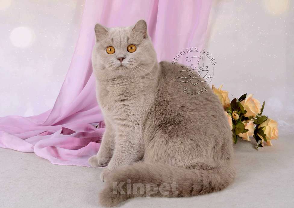 Кошки в Санкт-Петербурге: Британская кошечка теплого лилового окраса Девочка, 10 000 руб. - фото 3