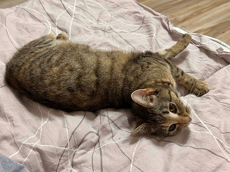 Кошечка с изюминкой