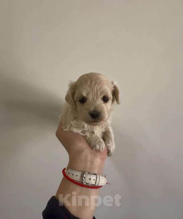 Собаки в Смоленске: мальтипу ф1 Мальчик, 95 000 руб. - фото 1