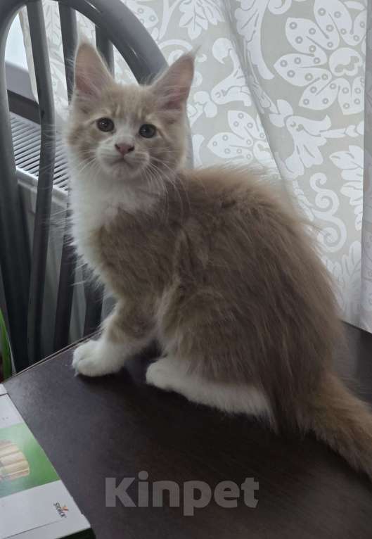 Кошки в Москве: Девочка  Девочка, 18 000 руб. - фото 2