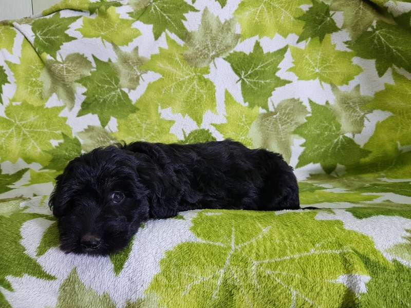 Собаки в Москве: Щенки коротколапики в добрые руки Мальчик, Бесплатно - фото 6