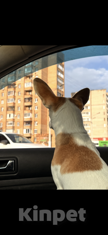 Собаки в Электростали: Отдам в добрые руки Мальчик, Бесплатно - фото 1