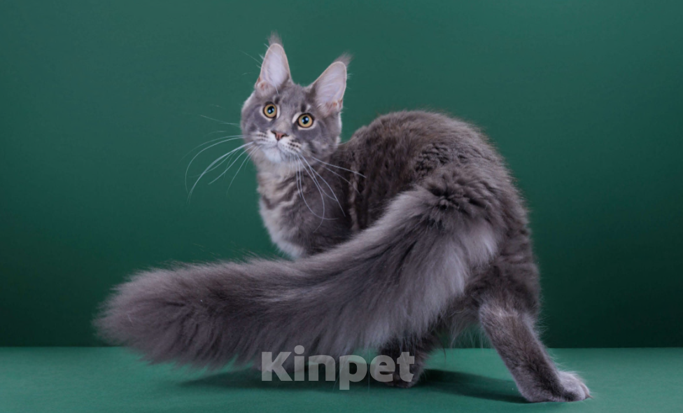 Кошки в Красногорске: Котенок мейн кун Мальчик, 45 000 руб. - фото 1