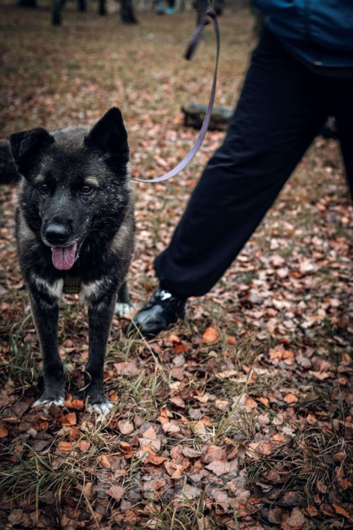 Собаки в Москве: Келли Девочка, Бесплатно - фото 3