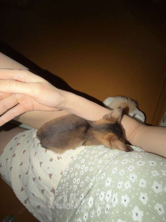 Кошки в Томске: Сомалийская кошечка 2 месяца Девочка, 30 000 руб. - фото 3