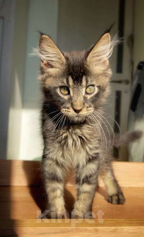 Кошки в других городах Ленинградской области: Зевс Мальчик, Бесплатно - фото 4