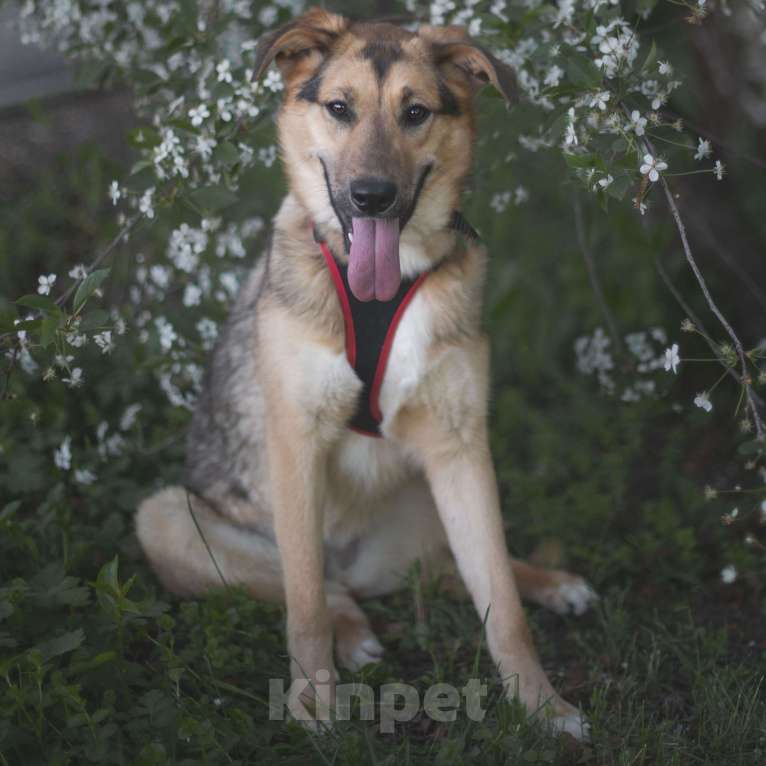 Собаки в Москве: Твигги Девочка, Бесплатно - фото 4