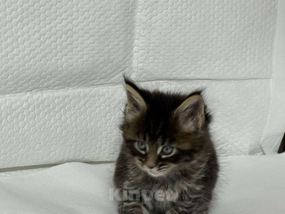 Кошки в Новосибирске: Красавица Девочка, 50 000 руб. - фото 2