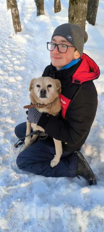 Собаки в Москве: Молодая маленькая Бэлла в добрые руки! Девочка, Бесплатно - фото 3