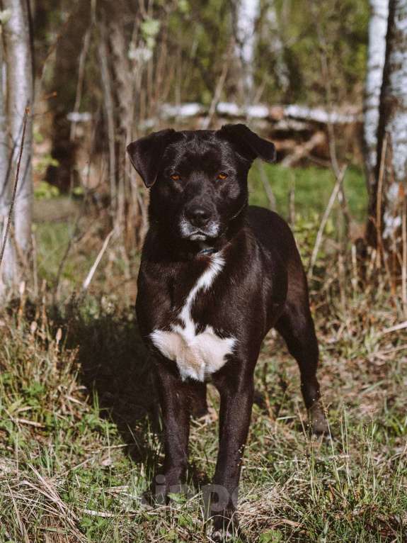 Собаки в Москве: Дэйзи Девочка, Бесплатно - фото 5