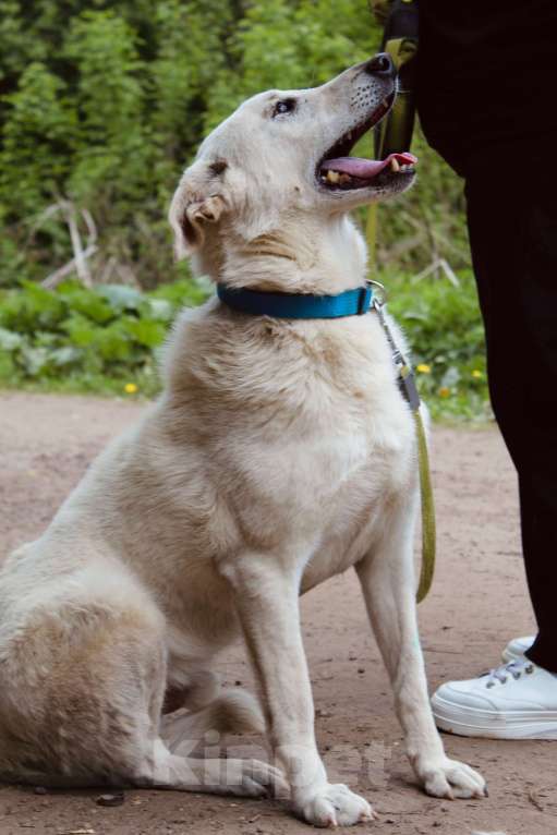 Собаки в Балашихе: Интеллигентный Айк ищет дом Мальчик, Бесплатно - фото 5