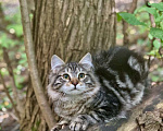 Кошки в Перми: Сибирский котенок Мальчик, Бесплатно - фото 2